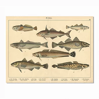 Антикварная хромолитография "Рыбы XIII". Дополнительное изображение
