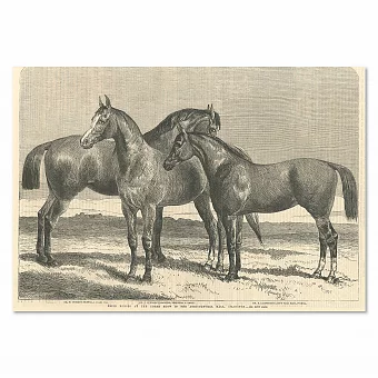 Антикварная гравюра "Лошади призеры" - оригинальный подарок. Дополнительное изображение