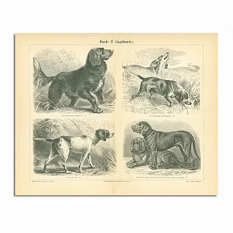 Антикварная гравюра "Охотничьи собаки". Дополнительное изображение