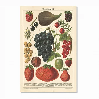 Антикварная хромолитография "Ягоды". Дополнительное изображение