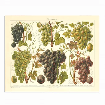 Антикварная хромолитография "Виноград". Дополнительное изображение