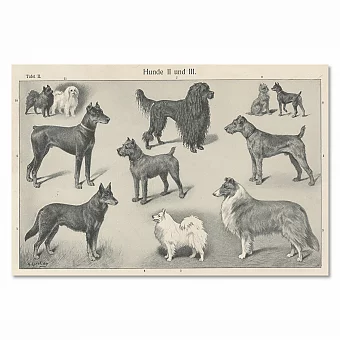 "Породы собак" - антикварные оригинальные литографии. Дополнительное изображение