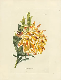 Антикварная цветная гравюра "Липария сферическая". Дополнительное изображение