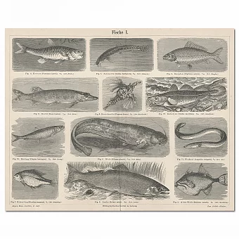 "Рыбы" - антикварные гравюры - редкий подарок. Дополнительное изображение