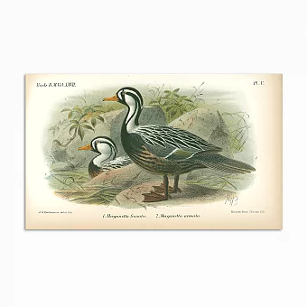 Антикварная хромолитография "Утки". Дополнительное изображение