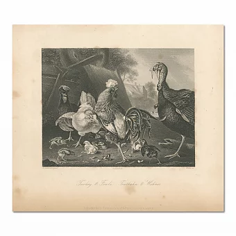 "Индюк и домашняя птица" - антикварная гравюра. Дополнительное изображение