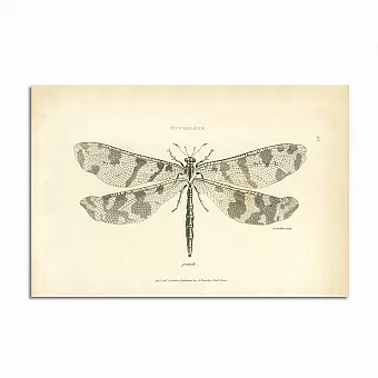 Антикварная гравюра "Стрекоза". Дополнительное изображение