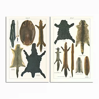 Антикварные хромолитографии "Пушнина". Дополнительное изображение