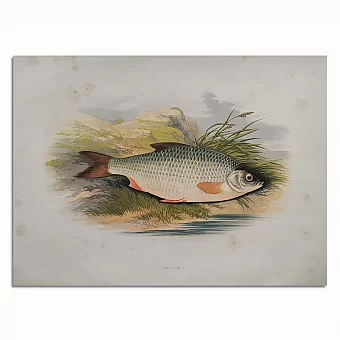 Антикварная хромолитография "Плотва ". Дополнительное изображение