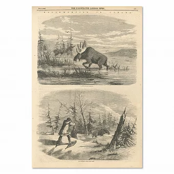 "Охота на лося" -  оригинальная английская гравюра - антикварный экземпляр. Дополнительное изображение