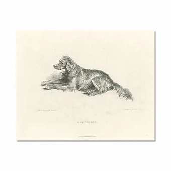 "Сеттер" - оригинальная антикварная гравюра. Дополнительное изображение