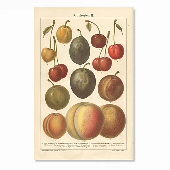 Старинная хромолитография "Фрукты II". Дополнительное изображение