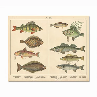 Редкая хромолитография "Рыбы XV". Дополнительное изображение