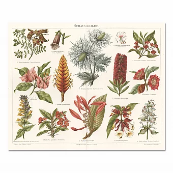 Старинная хромолитография "Тропические растения". Дополнительное изображение