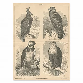 Редкая антикварная гравюра "Орлы". Дополнительное изображение