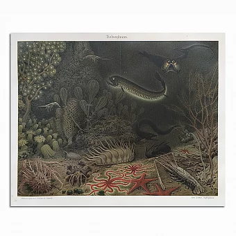 Антикварная хромолитография "Глубоководная фауна". Дополнительное изображение