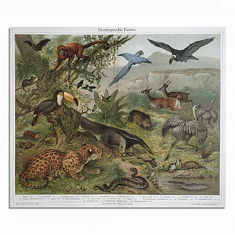 Антикварная хромолитография "Фауна Южной Америки". Дополнительное изображение