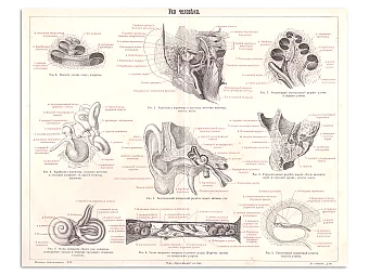Оригинал старинной страницы "Строение уха". Дополнительное изображение