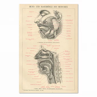 Антикварная гравюра "Ротовая и носовая полости человека". Дополнительное изображение