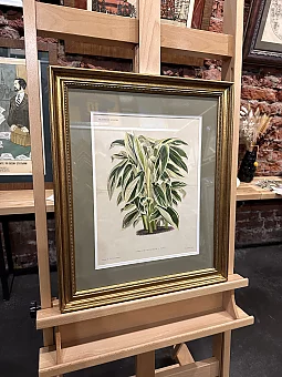 Антикварная хромолитография "Фриниум". Дополнительное изображение