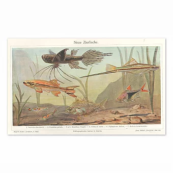 "Декоративные рыбки" - антикварная хромолитография. Дополнительное изображение