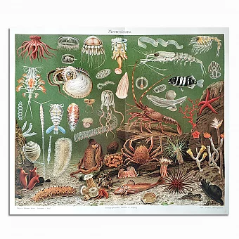 Антикварная хромолитография "Морская фауна". Дополнительное изображение