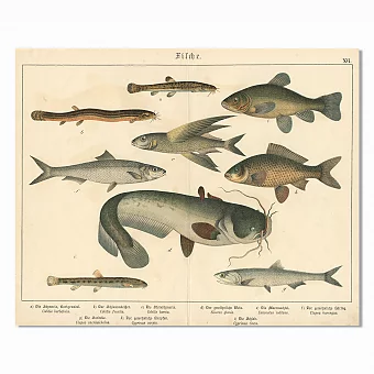 Антикварная хромолитография "Рыбы XVI". Дополнительное изображение