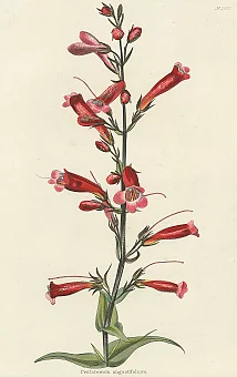 Антикварная цветная гравюра "Панстемон узколистый". Дополнительное изображение