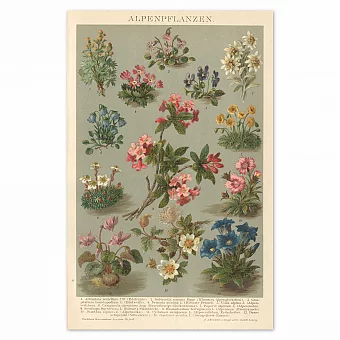 "Альпийские цветы" - антикварная хромолитография. Дополнительное изображение