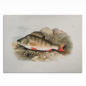 Антикварная хромолитография "Окунь". Дополнительное изображение