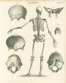 Антикварная гравюра "Анатомия". Дополнительное изображение