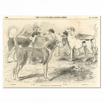 Антикварная гравюра "Королевские гончие". Дополнительное изображение