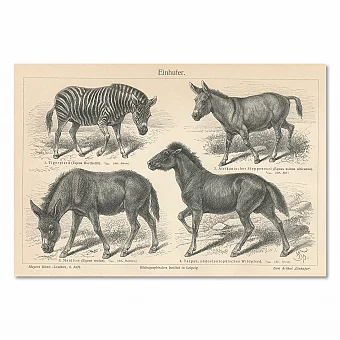 "Непарнокопытные" - оригинальная антикварная гравюра. Дополнительное изображение