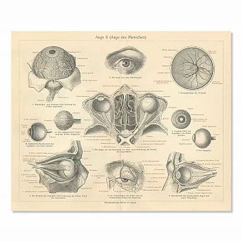 "Глаз человека" - оригинальная антикварная гравюра. Дополнительное изображение