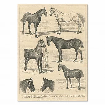 "Зарисовки на Ислингтонской конной выставке" - антикварная гравюра. Дополнительное изображение