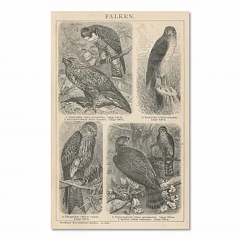 "Ястребы" - редкая старинная гравюра - вип подарок. Дополнительное изображение