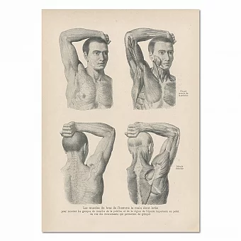 "Мышцы руки и плеча человека" - антикварная гравюра. Дополнительное изображение