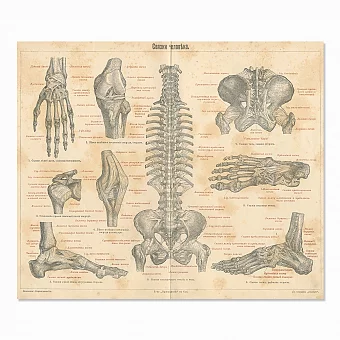 Антикварная гравюра "Связки человека". Дополнительное изображение