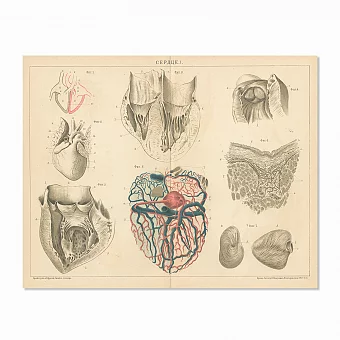 Старинная гравюра "Сердце I". Дополнительное изображение