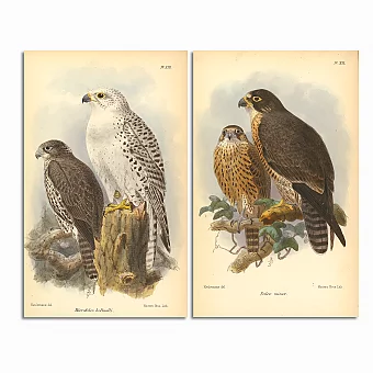 Антикварные гравюры "Соколы и Сапсаны". Дополнительное изображение