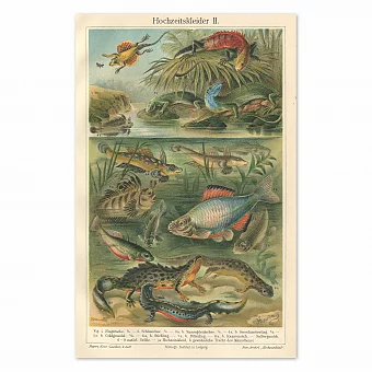 "Подводный мир" - немецкая оригинальная хромолитография. Дополнительное изображение