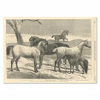 Антикварная гравюра "Выставка лошадей" - оригинальный подарок. Дополнительное изображение