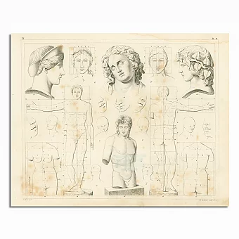 Антикварная гравюра "Пропорции тела и лица человека". Дополнительное изображение