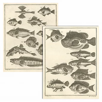 Антикварные редкие гравюры "Рыбы" - эксклюзивный подарок. Дополнительное изображение