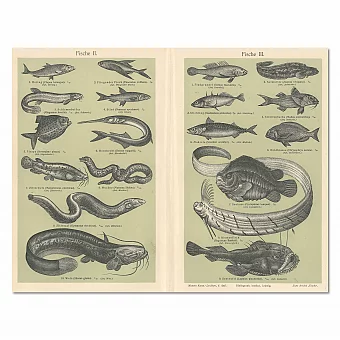 Антикварная гравюра "Рыбы". Дополнительное изображение