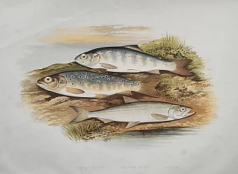 Антикварная хромолитография "Молодая форель, лосось, корюшка". Дополнительное изображение