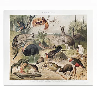 Антикварная хромолитография "Австралийская фауна". Дополнительное изображение