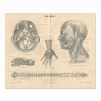 Редкая гравюра "Нервы человека I". Дополнительное изображение