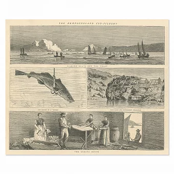 Антикварная гравюра "Ньюфаундленд. Промысел трески". Дополнительное изображение