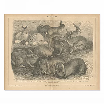 "Кролики" - старинная немецкая гравюра. Дополнительное изображение